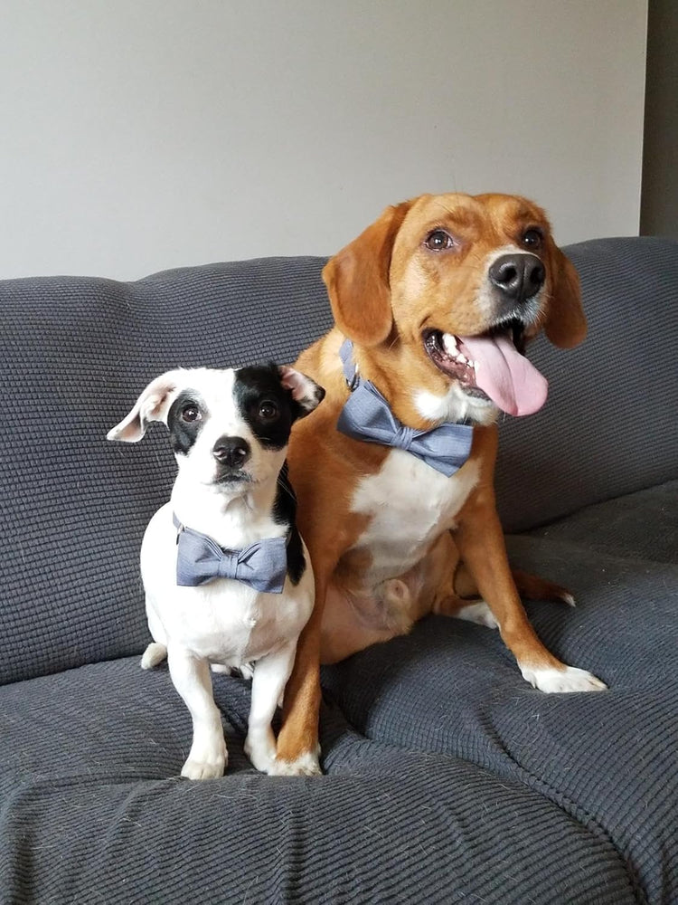 Durable Adjustable Dog Collar with Bowtie – Comfortable Fit for X-Large Dogs, 16-26 Inch Neck