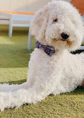 Adjustable Dog & Cat Collar with Bowtie – Grid Pattern, Plastic Buckle, Fits Small to Large Pets