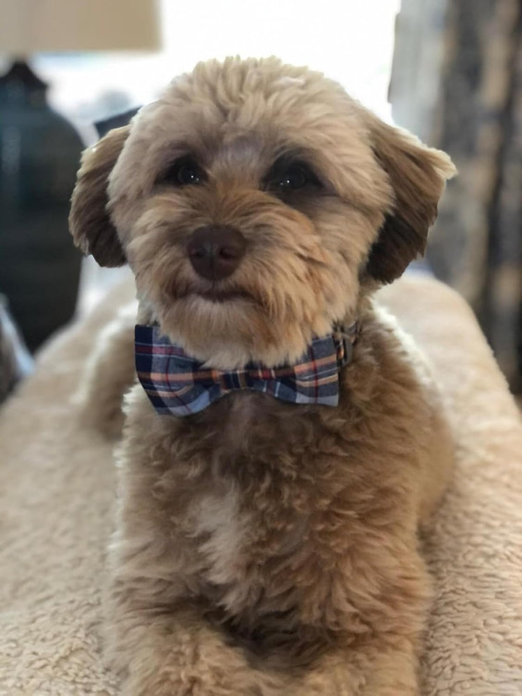 Adjustable Dog & Cat Collar with Bowtie – Grid Pattern, Plastic Buckle, Fits Small to Large Pets