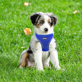Small Dog No-Pull Harness – Reflective Soft Mesh Step-In Vest, Royal Blue XS (15"-17")