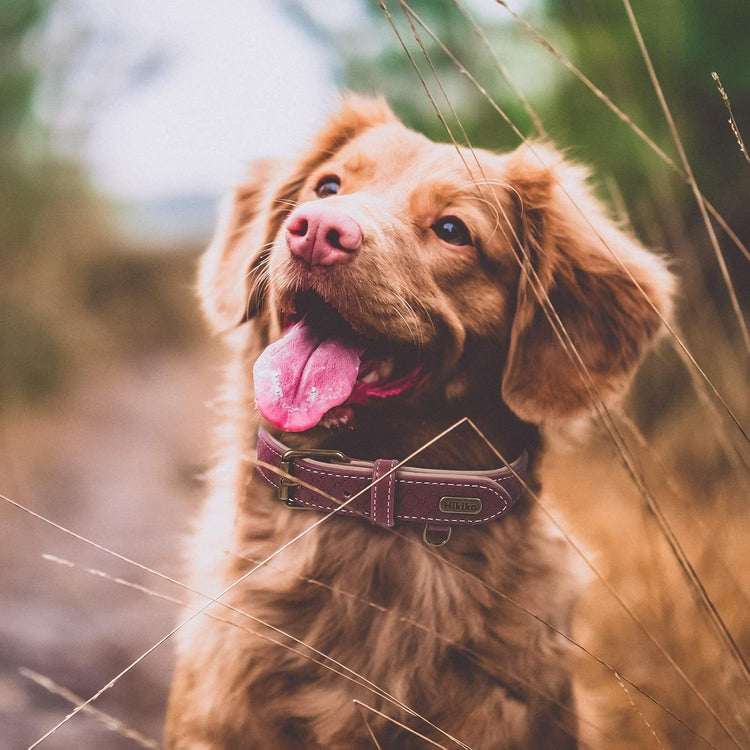 Basic Classic Luxury Padded Leather Dog Collar - Rust Proof Brass Strong Leather Collar Heavy Duty Alloy Hardware Best for Small, Medium, Large Dogs