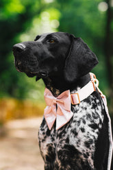 Silk Bowtie Dog Collar – Comfortable Adjustable Collar with Detachable Bow Tie for Small Dogs (10-16 Inch Neck)