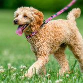 Nylon Dog Collar with Pink Floral Pattern – Adjustable 14-18 Inch