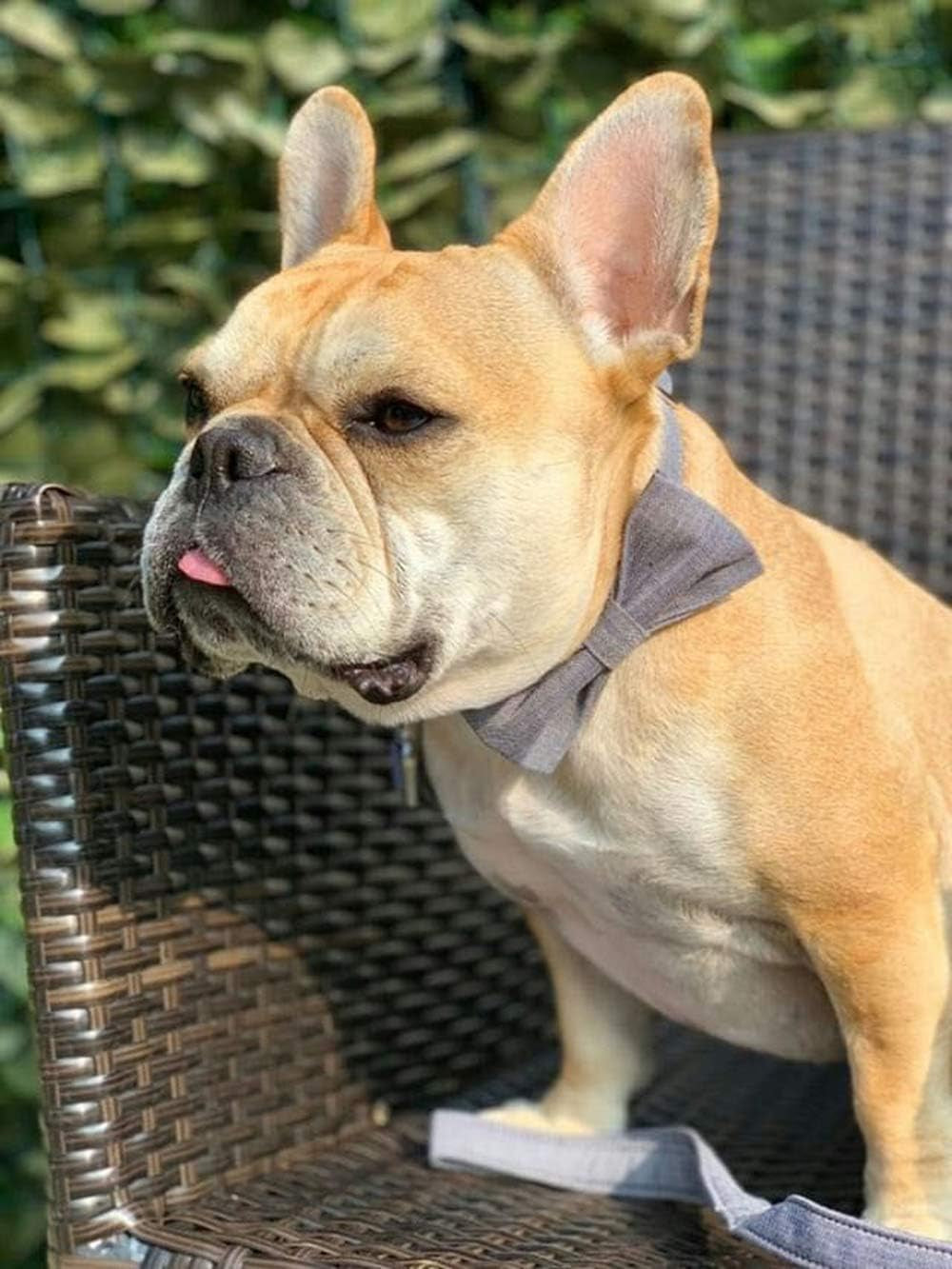 Durable Adjustable Dog Collar with Bowtie – Comfortable Fit for X-Large Dogs, 16-26 Inch Neck