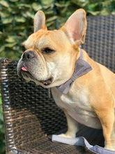 Durable Adjustable Dog Collar with Bowtie – Comfortable Fit for X-Large Dogs, 16-26 Inch Neck