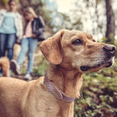 Basic Classic Luxury Padded Leather Dog Collar - Rust Proof Brass Strong Leather Collar Heavy Duty Alloy Hardware Best for Small, Medium, Large Dogs