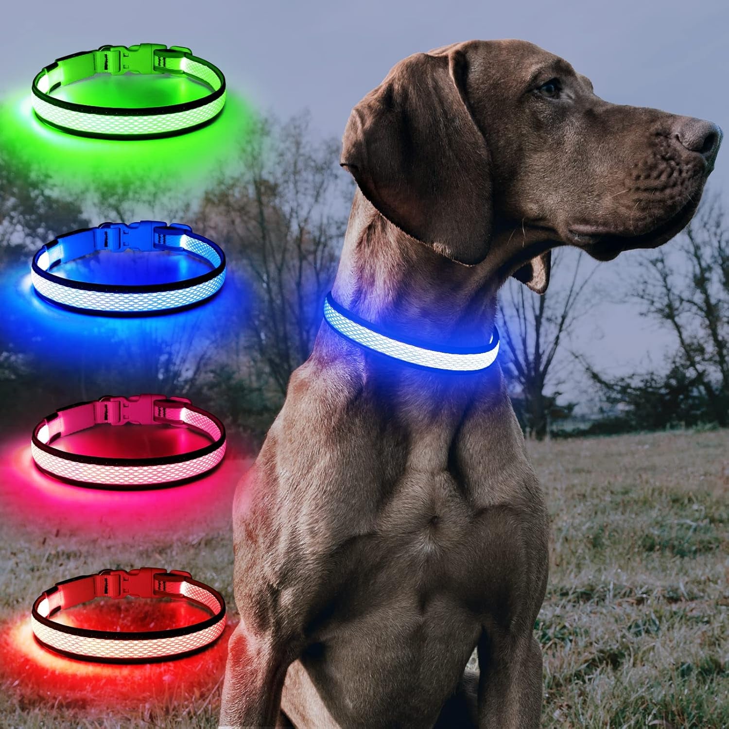 Light up Dog Collar - Rechargeable LED, Reflective, Glowing Camping Gear, Adjustable Dog Lights for Night Walking (Medium, Royal Blue)