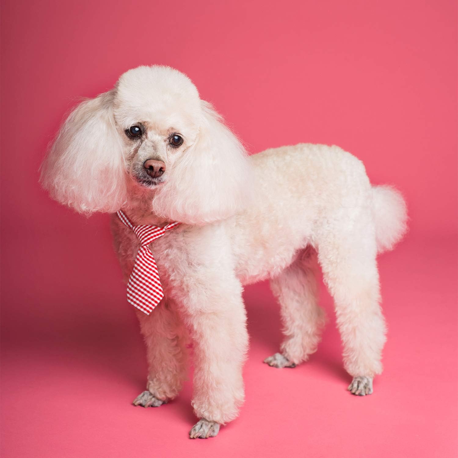 Charming Adjustable Bow Ties for Small Dogs & Cats - Perfect for Weddings, Holidays, and Special Occasions!