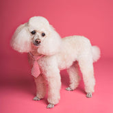 Charming Adjustable Bow Ties for Small Dogs & Cats - Perfect for Weddings, Holidays, and Special Occasions!