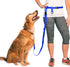 Hands Free Dog Leash, Adjustable Leash for Running, Jogging, Training and Service Dogs, Great for Small, Medium and Large Dogs, Made in USA (Royal Blue, Large Belt (27"- 50" Waist))