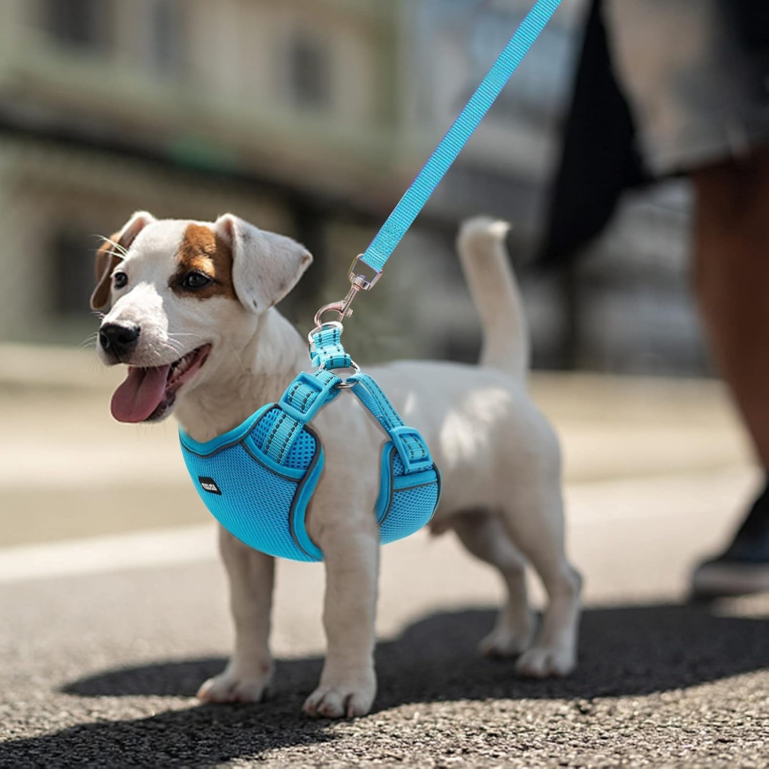 No-Pull Dog Harness & Leash Set – Reflective, Padded Vest (Small/Medium)