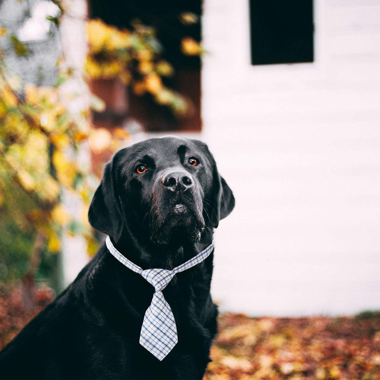 Charming Adjustable Bow Ties for Small Dogs & Cats - Perfect for Weddings, Holidays, and Special Occasions!