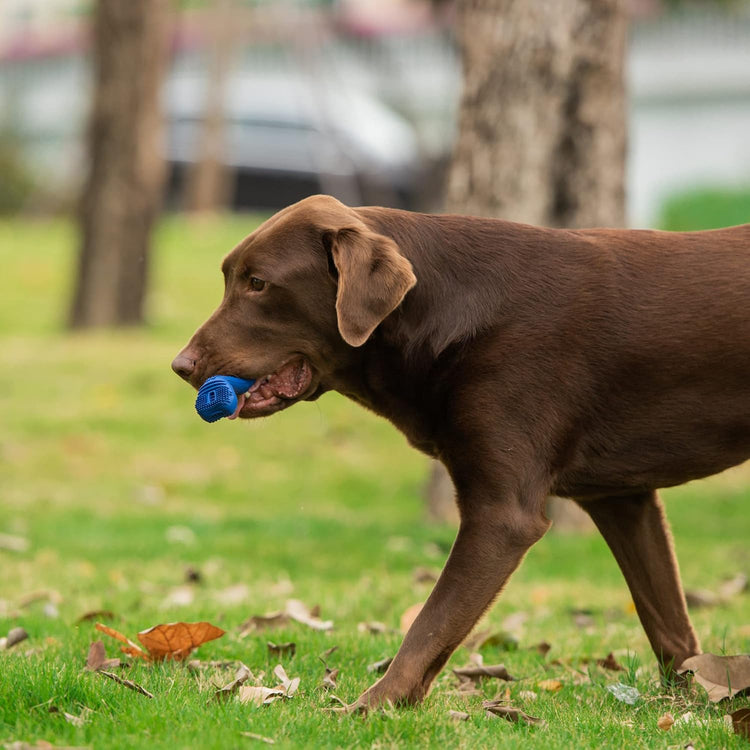 Fresh Spectrum Dog Dental Bone Toy – 360° EZ Clean, Small