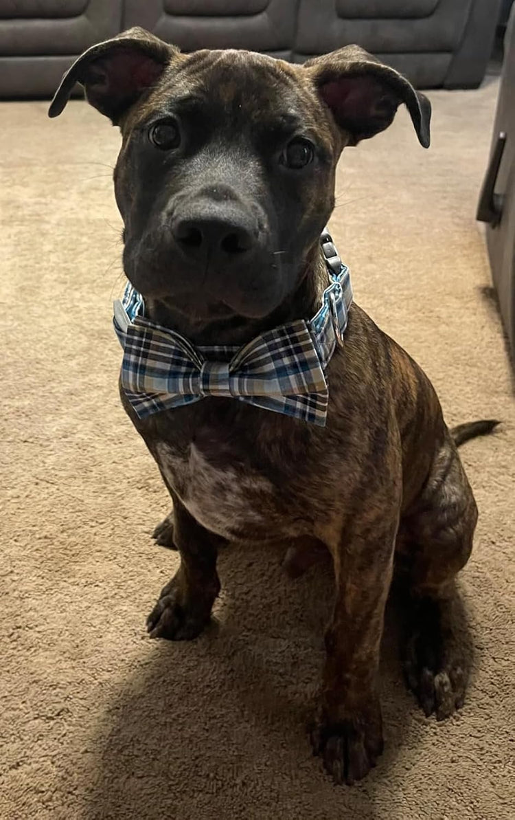 Dog and Cat Collar with Bowtie Grid Collar Plastic Buckle Light Adjustable Collars for Small Medium Large Dogs