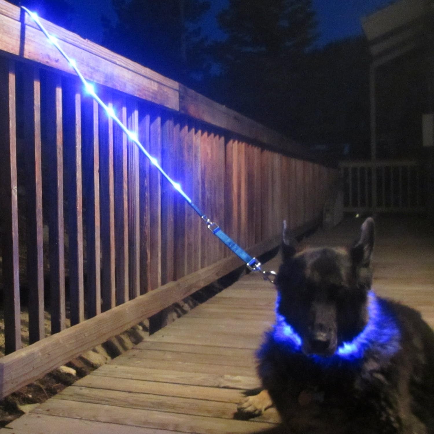 LED Light-Up Dog Leash – USB Rechargeable, 4ft Blue