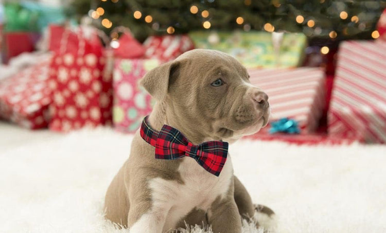 Christmas Dog Collar with Bowtie, Dog Bowtie Collar with Metal Buckle for Dogs, Adjustable Comfortable Dog Collar Girl Boy Gift, XL, Neck 16-26 In