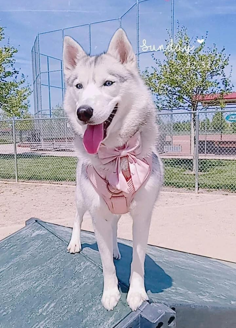 Silk Bowtie Dog Collar – Comfortable Adjustable Collar with Detachable Bow Tie for Small Dogs (10-16 Inch Neck)