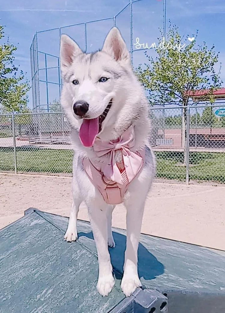 Silk Bowtie Dog Collar – Comfortable Adjustable Collar with Detachable Bow Tie for Small Dogs (10-16 Inch Neck)