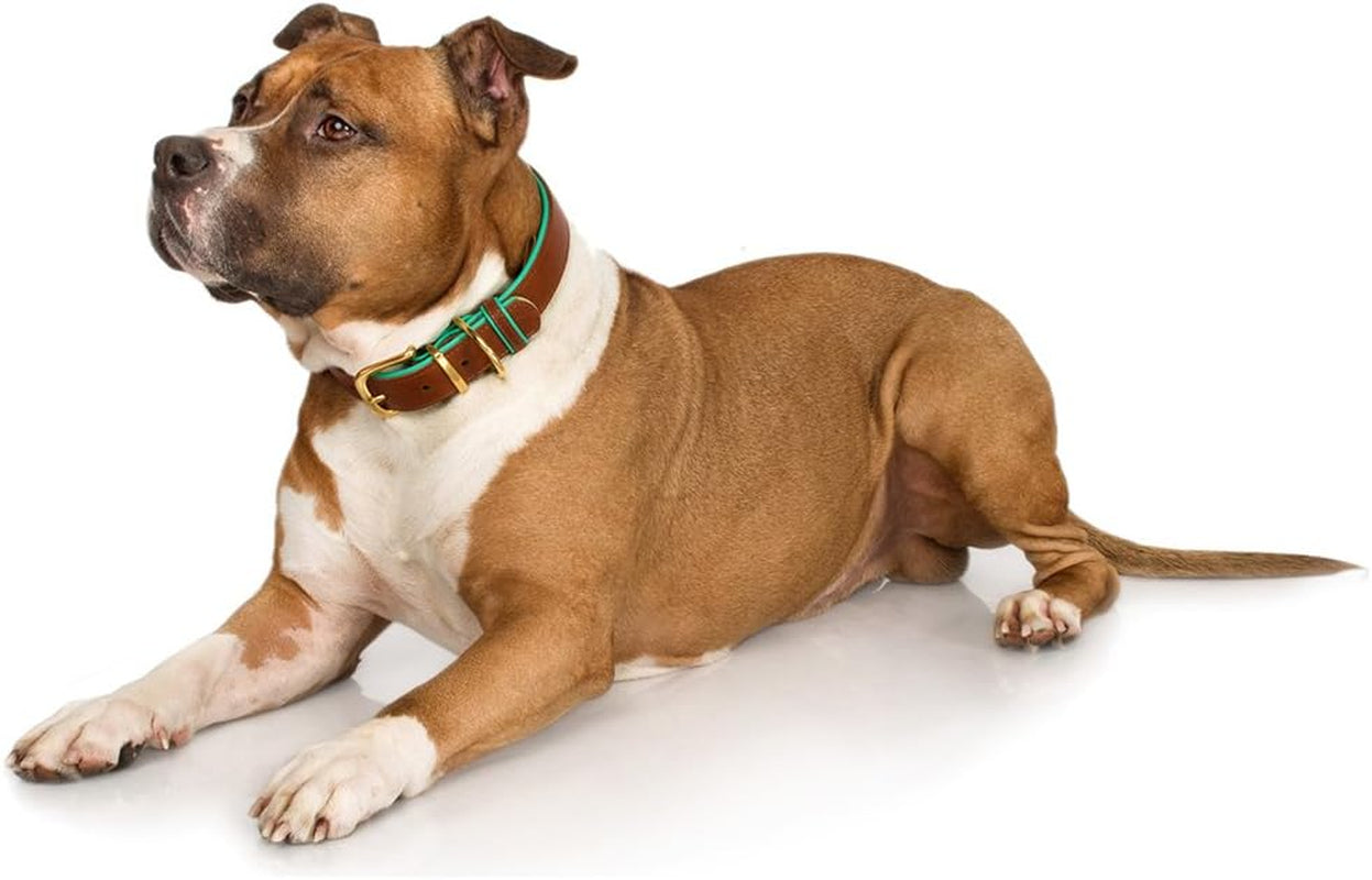 Leather Dog Collar Brass Buckle Soft Padded Puppy Small Medium Large Red Pink Blue Green Purple Yellow (Neck Fit 12"-14", Red)