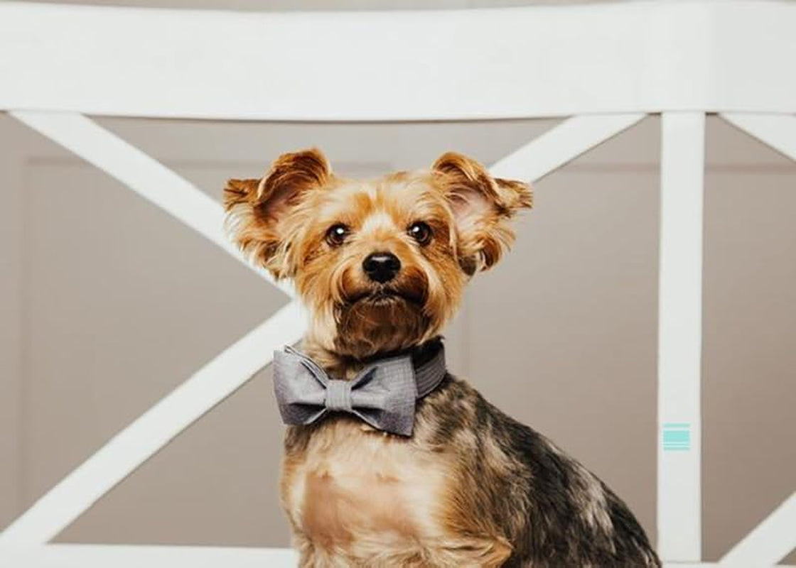 Durable Adjustable Dog Collar with Bowtie – Comfortable Fit for X-Large Dogs, 16-26 Inch Neck