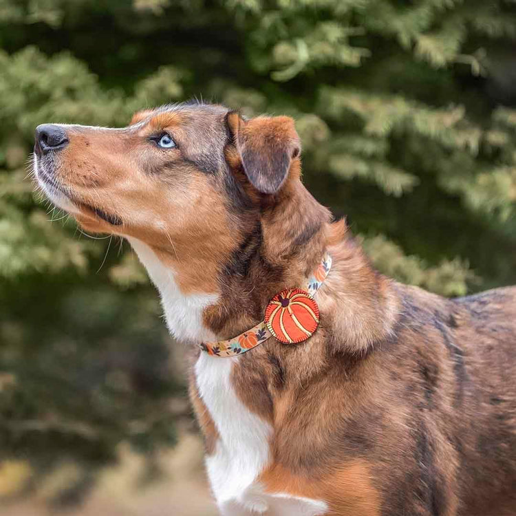 Thanksgiving Dog Collar - Adjustable Fall Pumpkin Puppy Collar for Small Dogs, Medium 14.5"-20" - Perfect for Holiday Enthusiasts & Family Photos - Seasonal Dog Collars