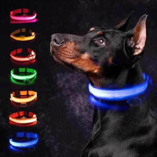Light up Dog Collar - the Original LED Dog Collar - USB Rechargeable - Waterproof - 1,000 Feet of Visibility - Dog Collar Light for Small, Medium, Large Dogs - US Brand
