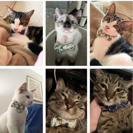 Breakaway Cat Collars with Removable Bow Ties - 2 Pack, Universe Dinosaur Design, Adjustable Size (7.5"-10.5")