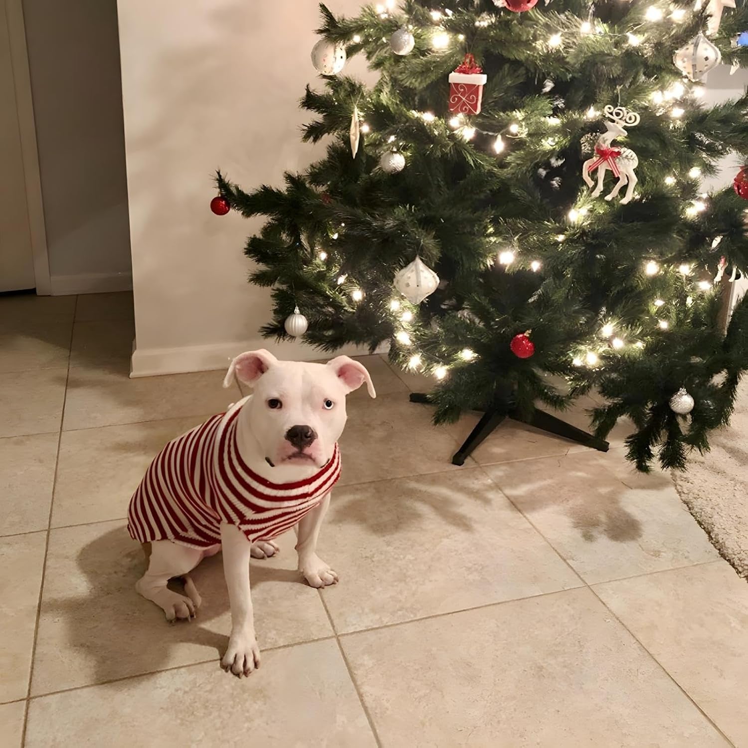 Santa Claus Pet Sweater – Christmas Outfit for Small to Medium Dogs & Cats, X-Large