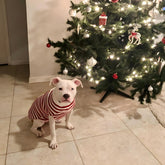 Santa Claus Pet Sweater – Christmas Outfit for Small to Medium Dogs & Cats, X-Large