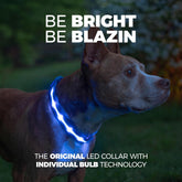 Light up Dog Collar - the Original LED Dog Collar - USB Rechargeable - Waterproof - 1,000 Feet of Visibility - Dog Collar Light for Small, Medium, Large Dogs - US Brand