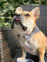 Durable Adjustable Dog Collar with Bowtie – Comfortable Fit for X-Large Dogs, 16-26 Inch Neck