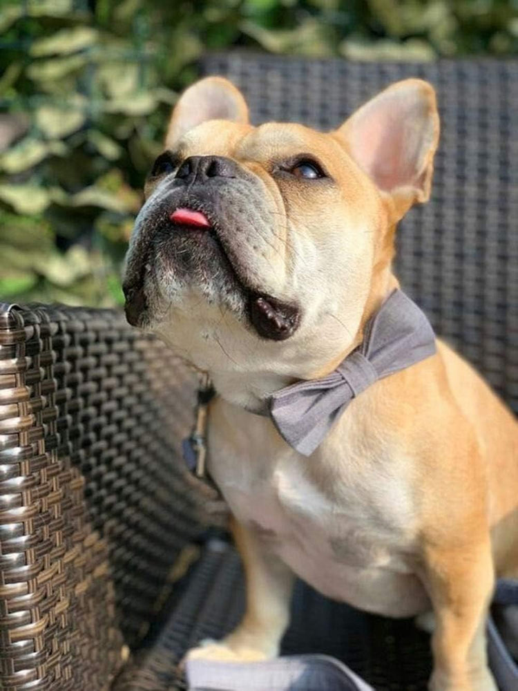 Durable Adjustable Dog Collar with Bowtie – Comfortable Fit for X-Large Dogs, 16-26 Inch Neck