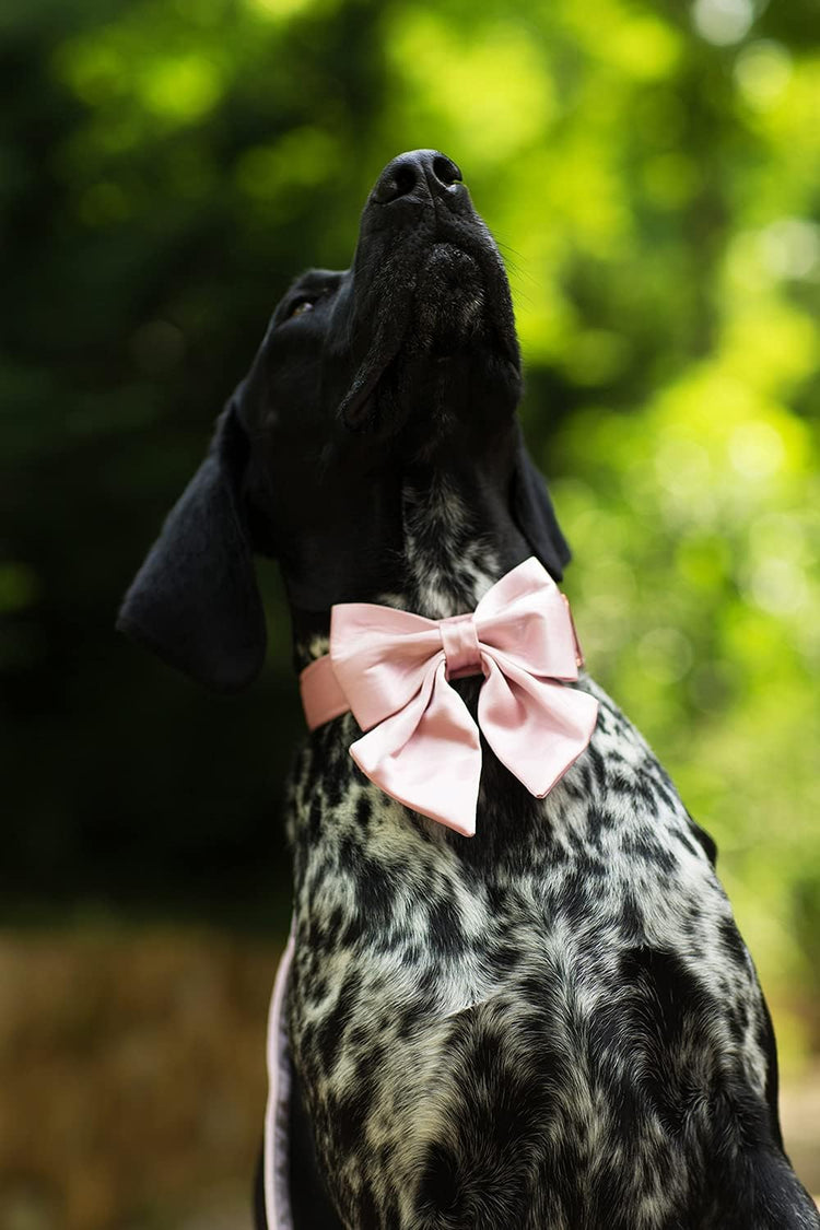 Silk Bowtie Dog Collar – Comfortable Adjustable Collar with Detachable Bow Tie for Small Dogs (10-16 Inch Neck)