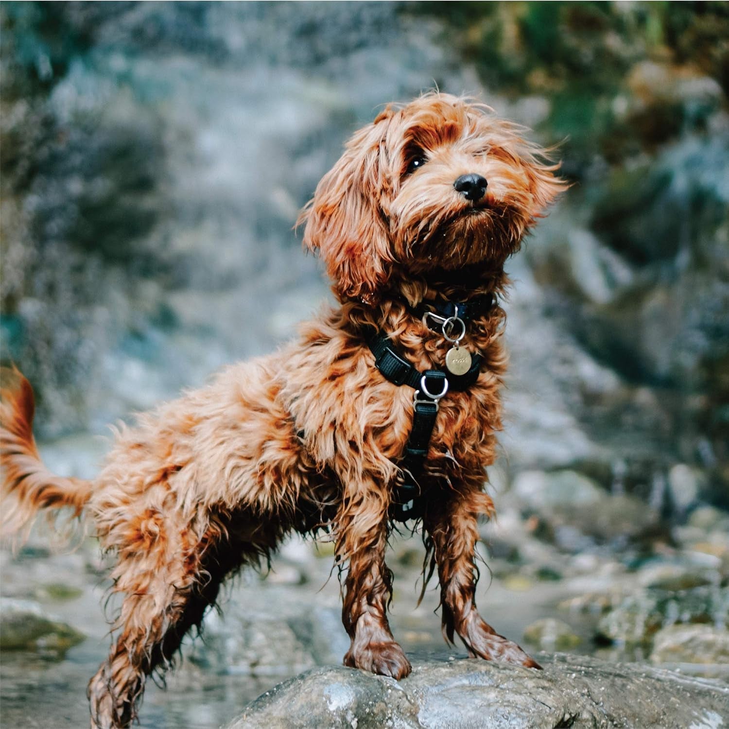 Pet Products No-Pull Balance Harness and Loose Leash Walking Set Dogs, Made in the USA, Black, X-Small