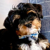 Dog and Cat Collar with Bowtie Grid Collar Plastic Buckle Light Adjustable Collars for Small Medium Large Dogs