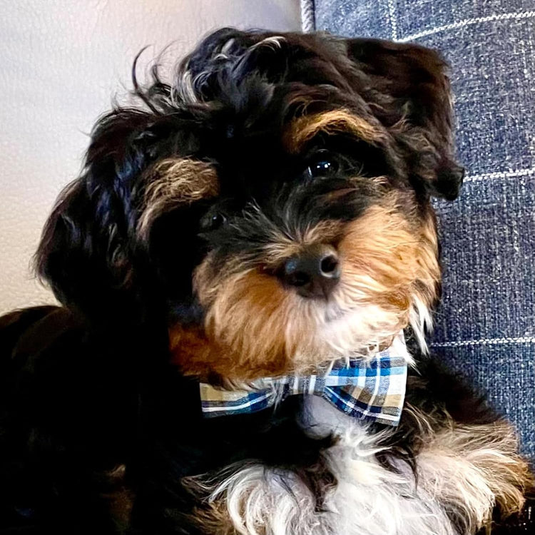 Dog and Cat Collar with Bowtie Grid Collar Plastic Buckle Light Adjustable Collars for Small Medium Large Dogs