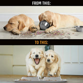 Dog Bowl Set, Stainless Steel No Spill Mess-Proof Food & Water Food Bowls with Skid Resistant Silicone Mat, Dog Bowls Small Size Dog, Medium, & Large, Pet Puppy Bowls & Dishes