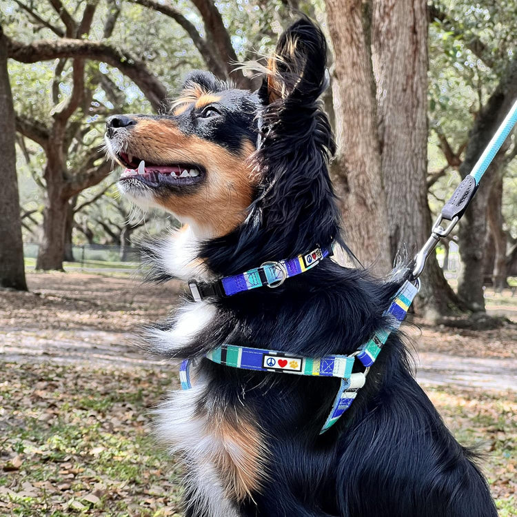 Pet Soft Adjustable Solid Color Nylon Puppy/Dog Collar Personalized Dog Collar Embroidered Customize W Pet Name & Phone Number Small Green/White/Blue