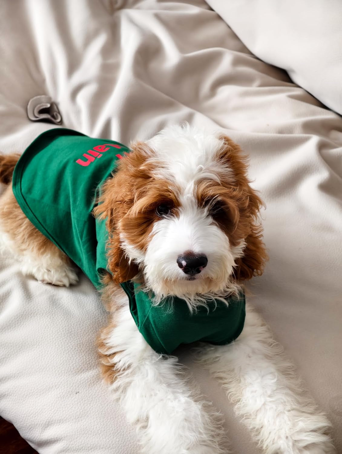 Naughty or Nice Christmas Dog Shirt, Dog Christmas Outfit for Small Dogs Boy Girl, Funny Doggy Tshirt, Pet Outfit, Green, Red, White, Medium