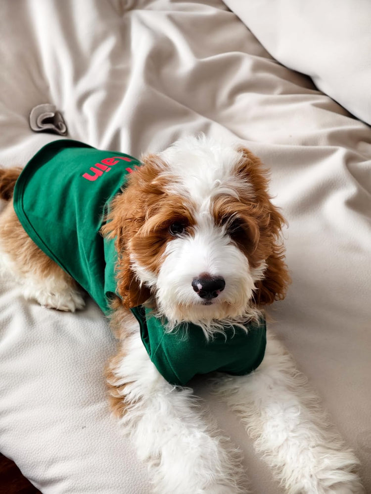 Naughty or Nice Christmas Dog Shirt, Dog Christmas Outfit for Small Dogs Boy Girl, Funny Doggy Tshirt, Pet Outfit, Green, Red, White, Medium