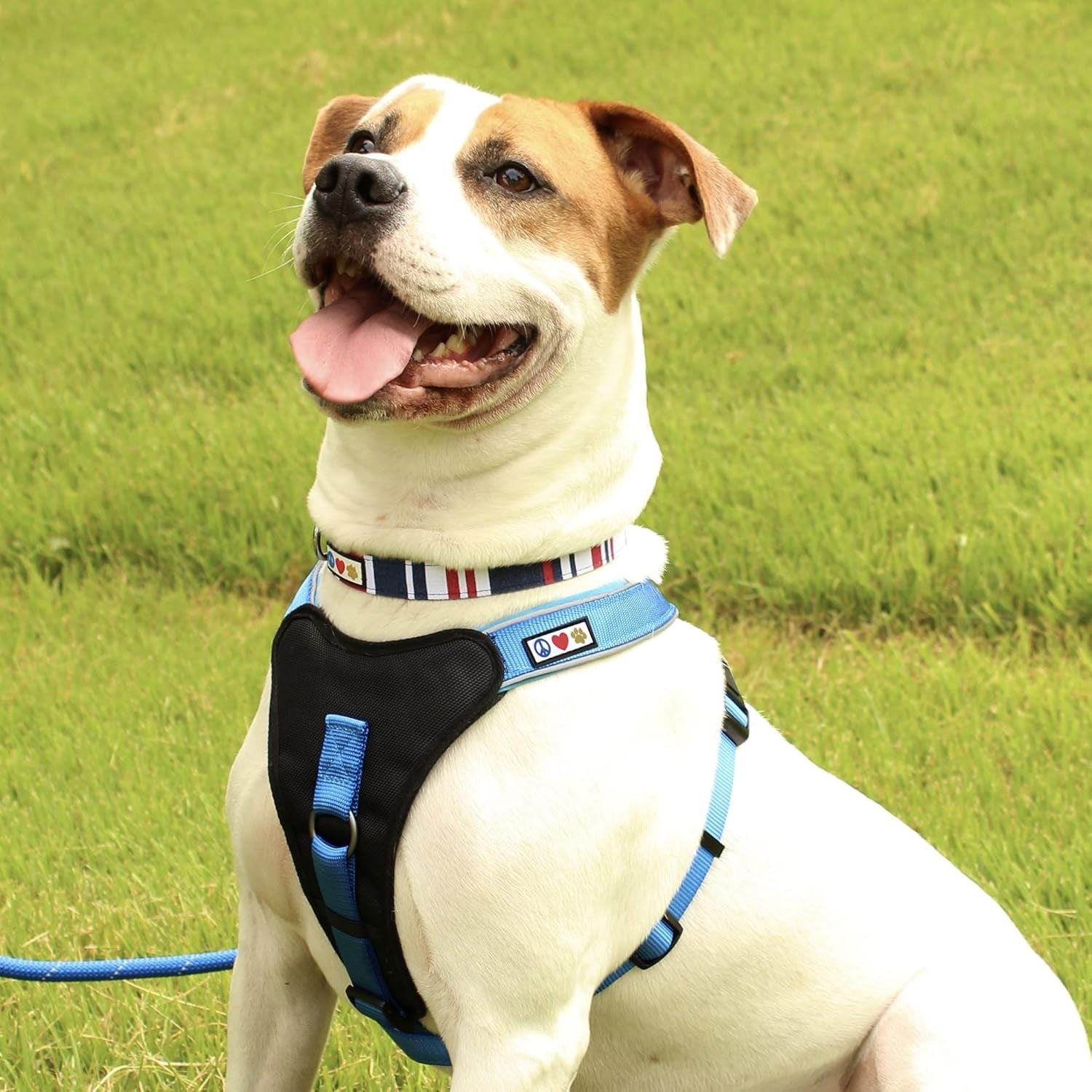 Pet Soft Adjustable Solid Color Nylon Puppy/Dog Collar Personalized Dog Collar Embroidered Customize W Pet Name & Phone Number Small Green/White/Blue