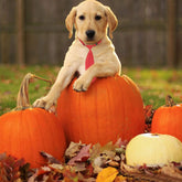 Dog Ties 30 PCS Dog Neckties, Adjustable Neck Ties and Bows for Medium Large Pets Festival Formal Bulk Pet Bowties Collar Grooming Accessories Holiday Birthday Wedding Costumes